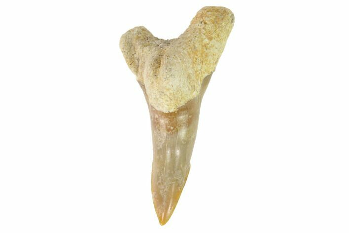 Bone Valley Shark Tooth (Hemipristis) - Lower Tooth #145140